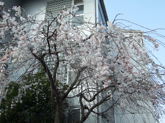 本社の枝垂桜が満開になりました